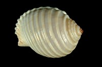 藏品(寬溝鶉螺)的圖片